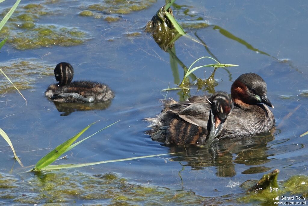 Little Grebe