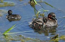 Little Grebe