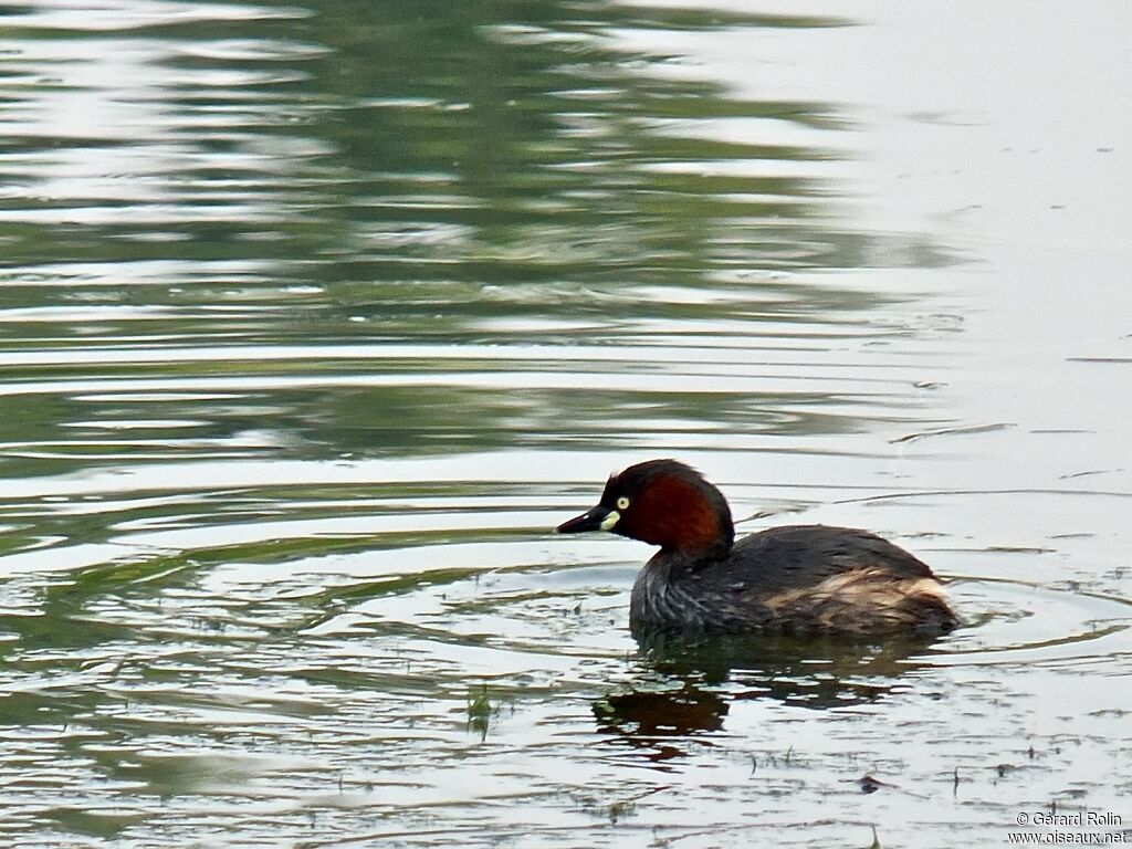 Little Grebe