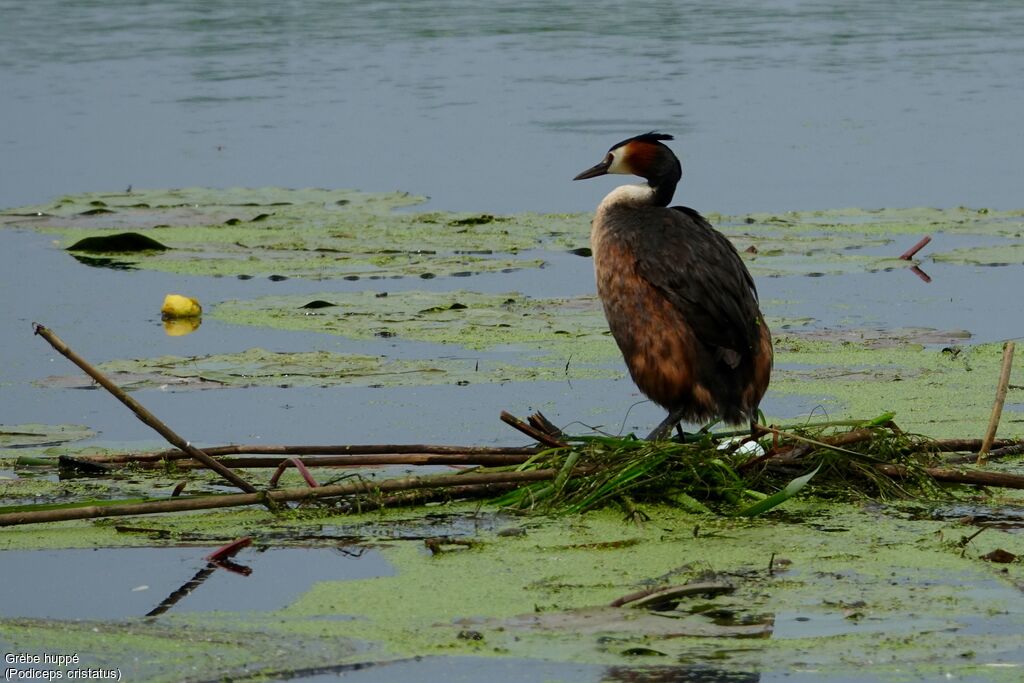 Great Crested Grebe