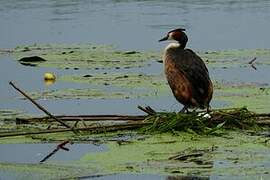 Great Crested Grebe