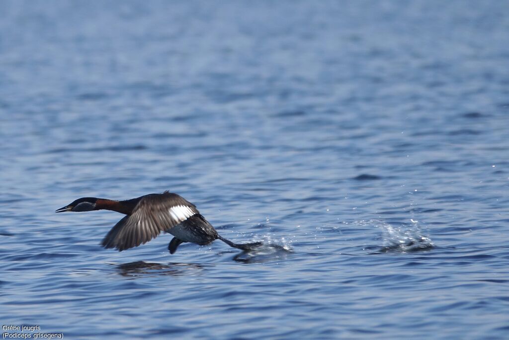 Red-necked Grebe