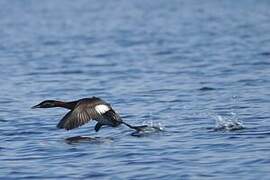 Red-necked Grebe