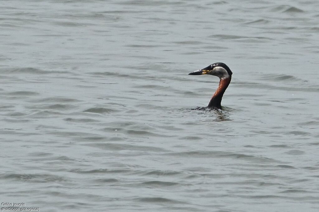 Red-necked Grebe