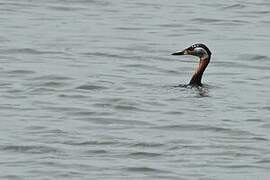 Red-necked Grebe