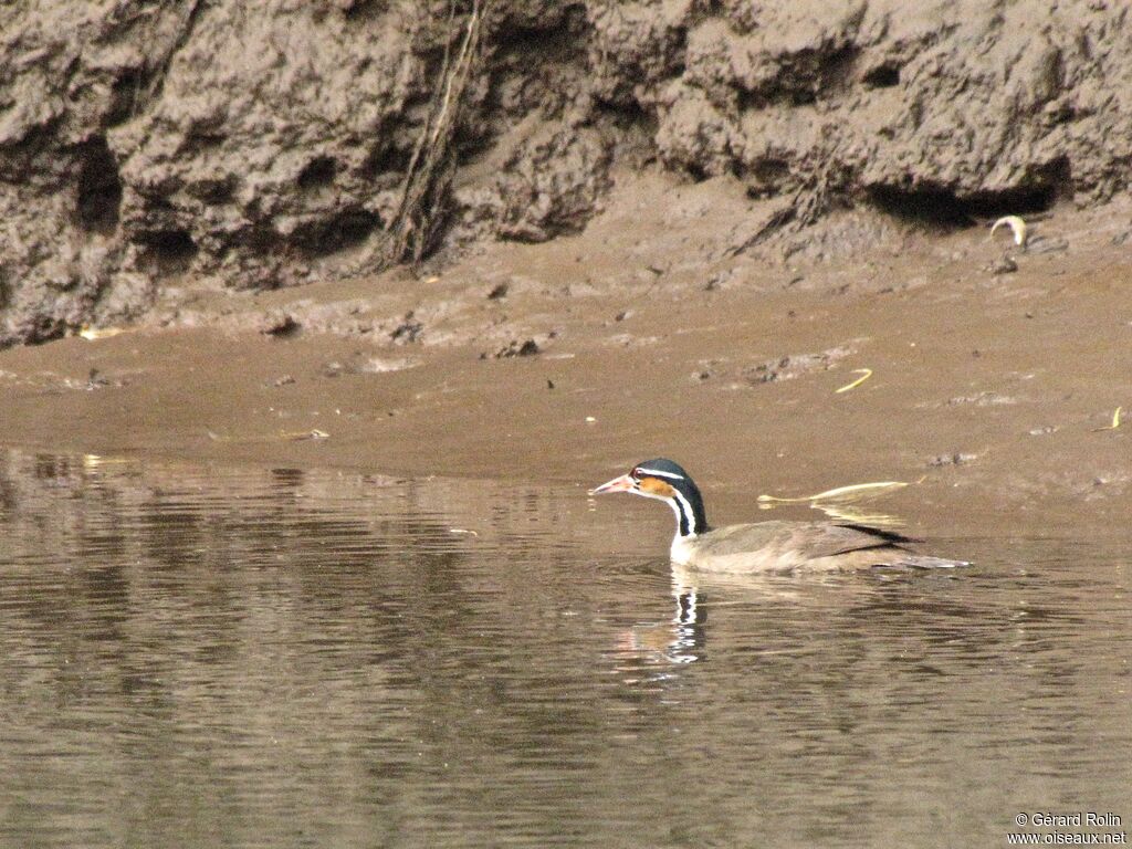 Sungrebe