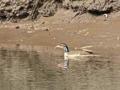 Sungrebe