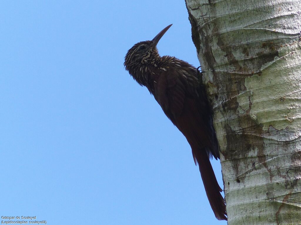 Streak-headed Woodcreeper