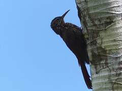 Streak-headed Woodcreeper