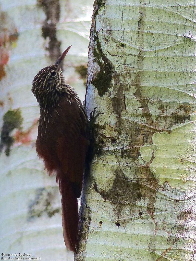 Streak-headed Woodcreeper