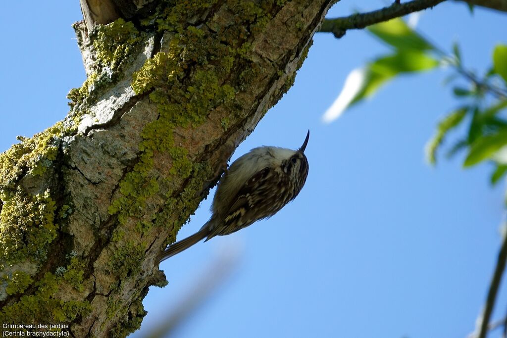 Short-toed Treecreeper