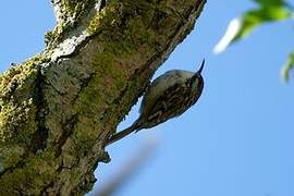 Short-toed Treecreeper