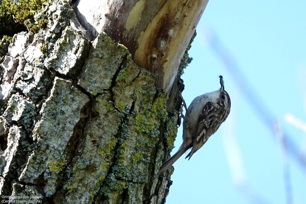 Short-toed Treecreeper