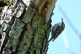 Short-toed Treecreeper