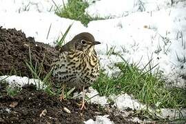 Song Thrush