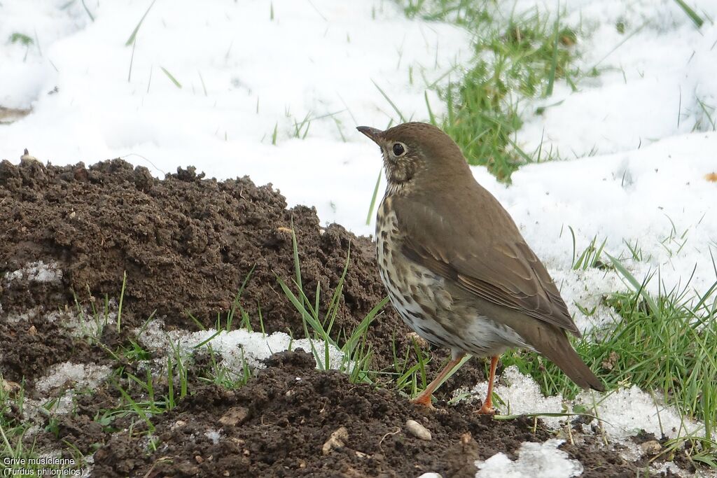 Song Thrush