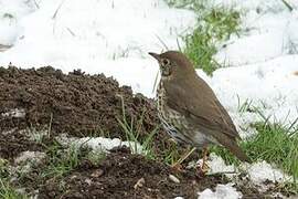 Song Thrush