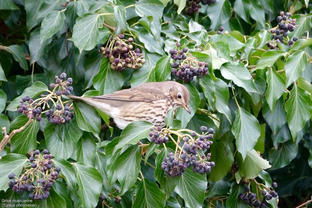 Song Thrush