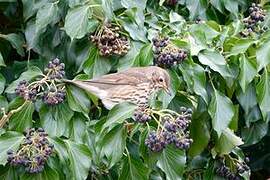 Song Thrush