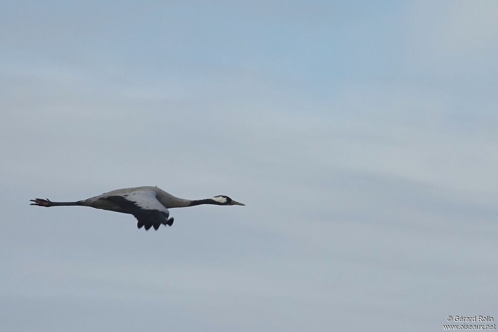 Common Crane