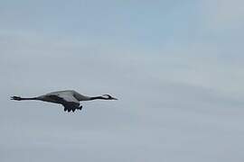 Common Crane