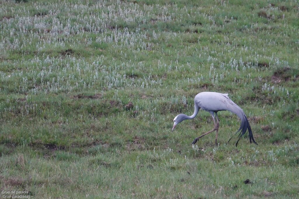 Blue Crane