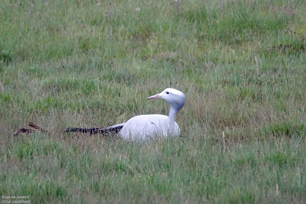 Blue Crane