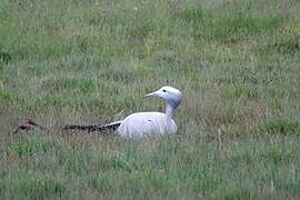 Blue Crane