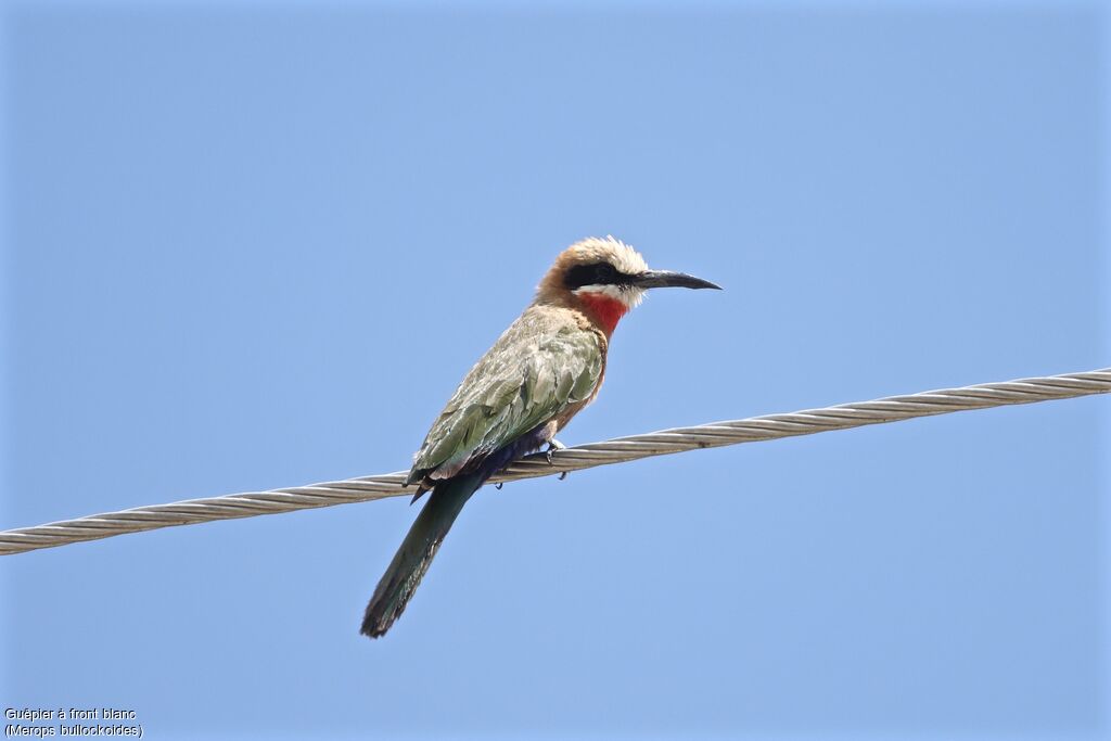 White-fronted Bee-eater