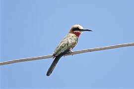 White-fronted Bee-eater