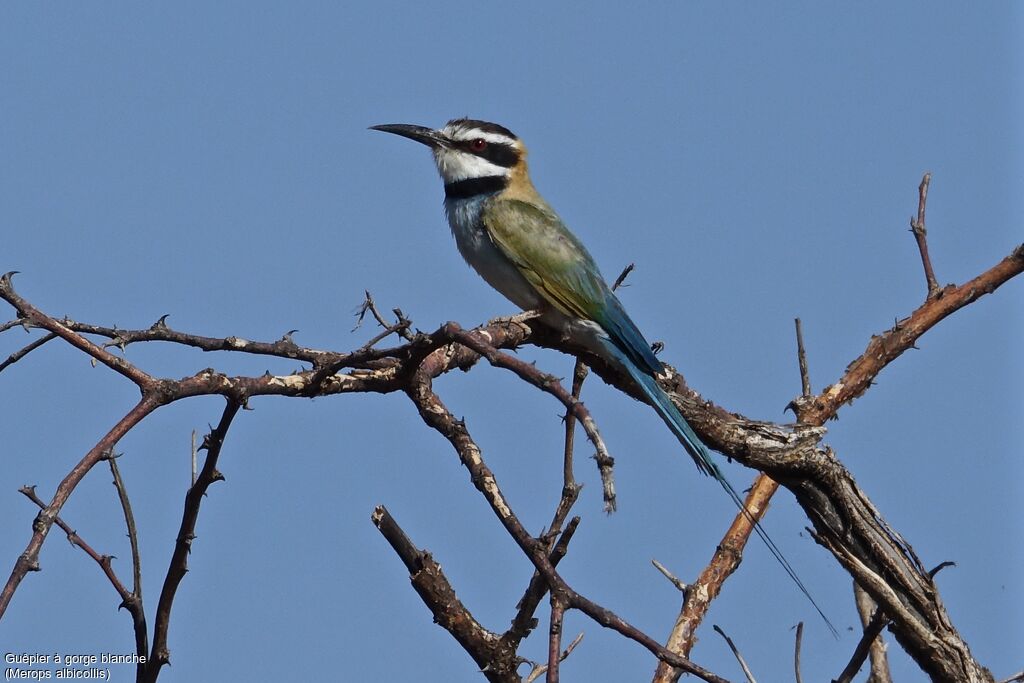 White-throated Bee-eater