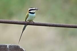 White-throated Bee-eater