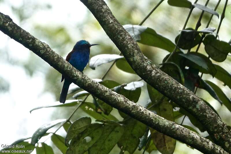 Blue-headed Bee-eateradult, habitat