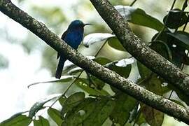 Blue-headed Bee-eater