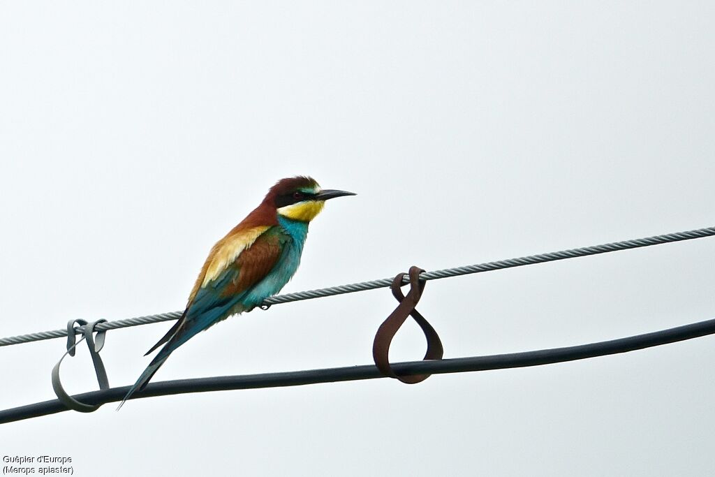 European Bee-eater