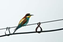 European Bee-eater