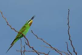 Blue-cheeked Bee-eater