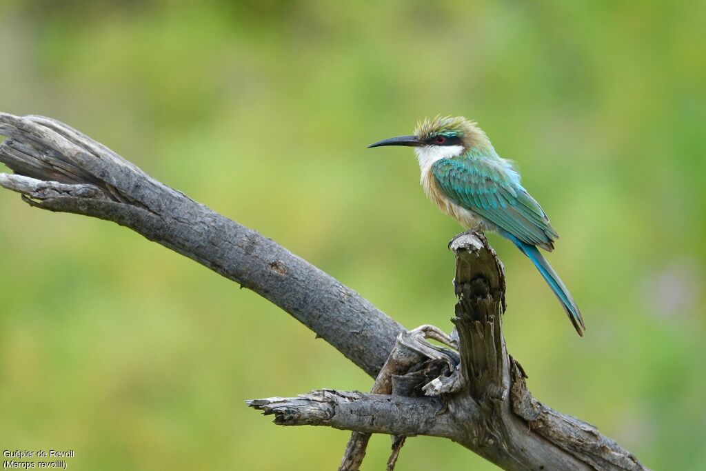 Somali Bee-eater