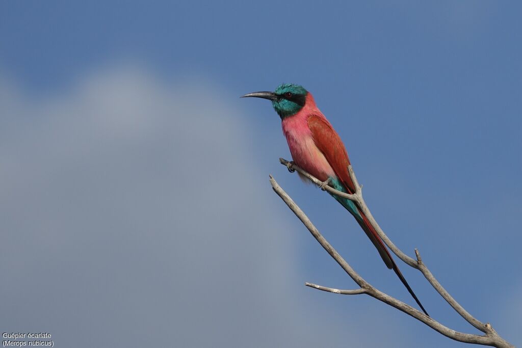 Northern Carmine Bee-eater