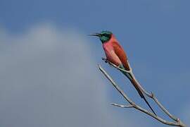 Northern Carmine Bee-eater