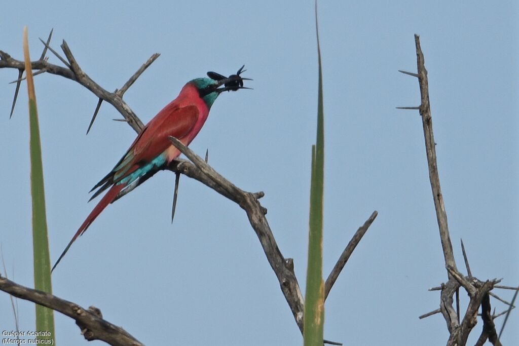 Northern Carmine Bee-eater