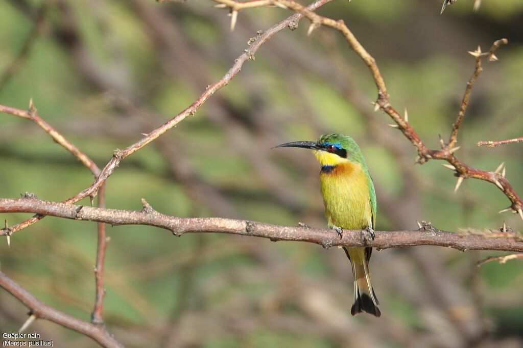 Little Bee-eater