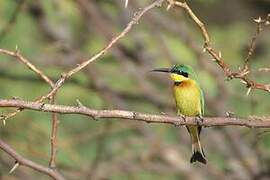 Little Bee-eater