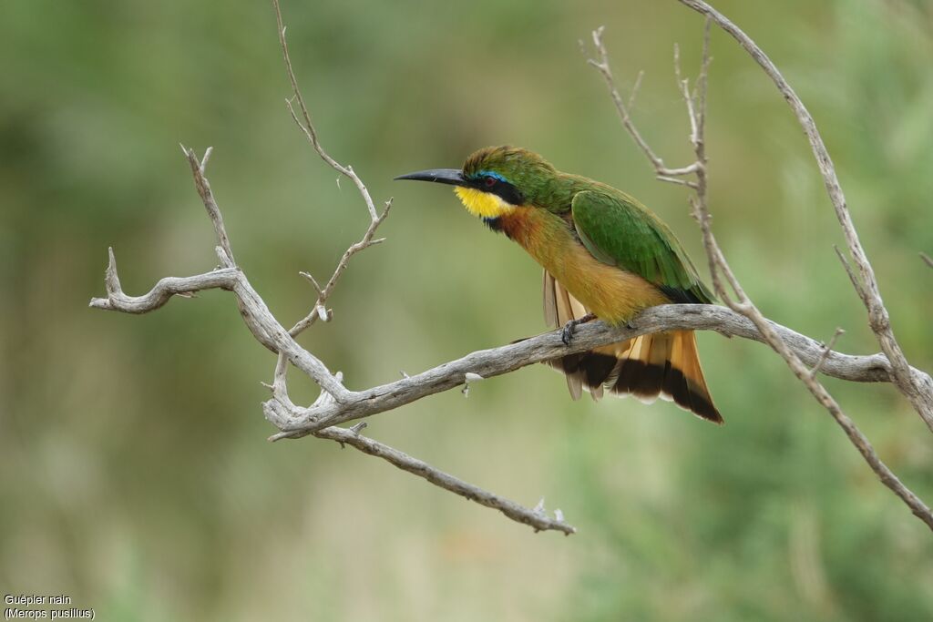 Little Bee-eater