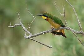 Little Bee-eater