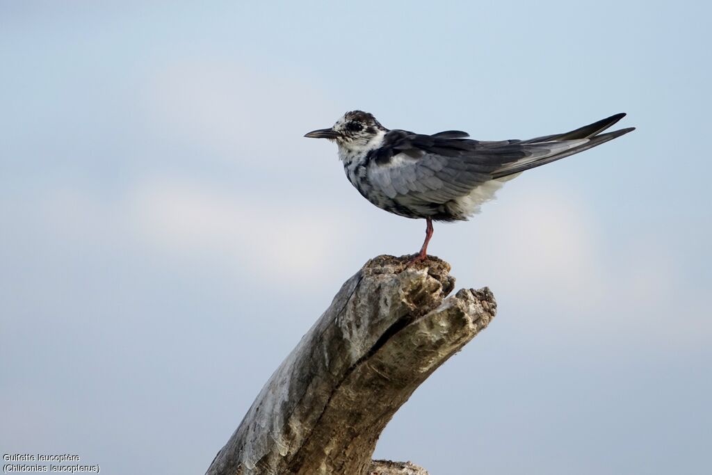 Guifette leucoptère