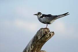 White-winged Tern