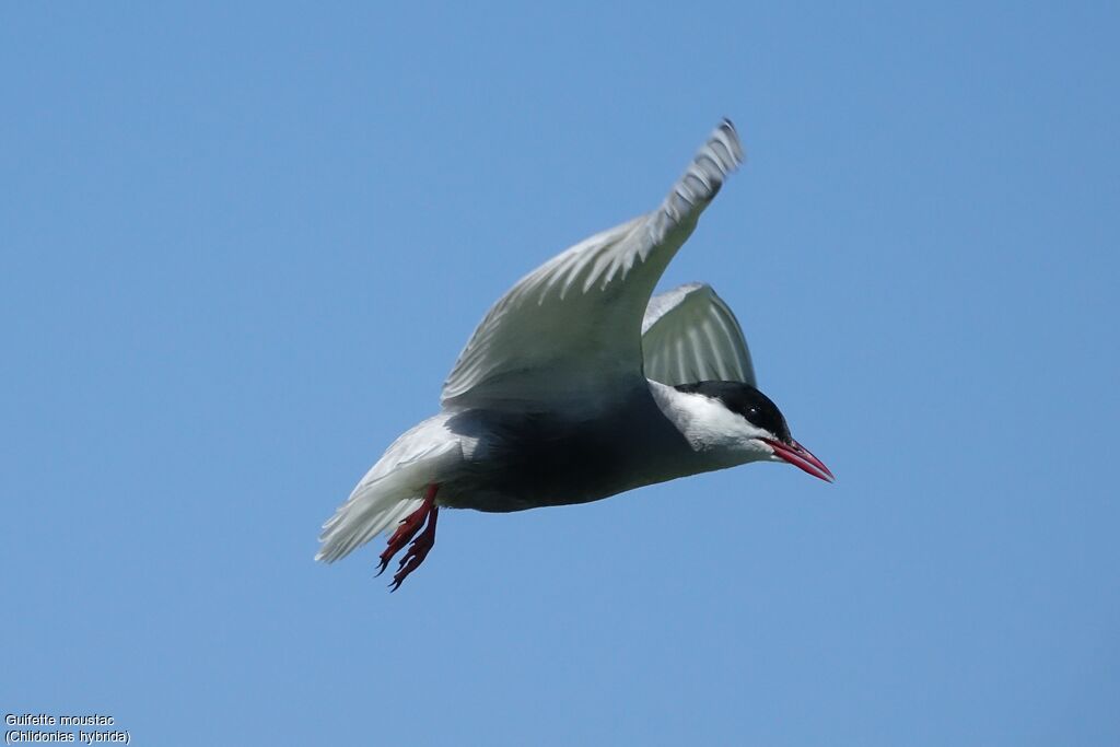 Whiskered Tern