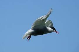 Whiskered Tern