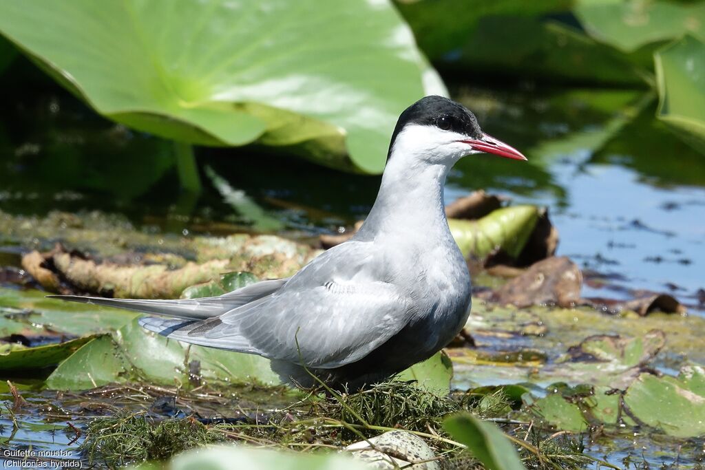 Whiskered Tern